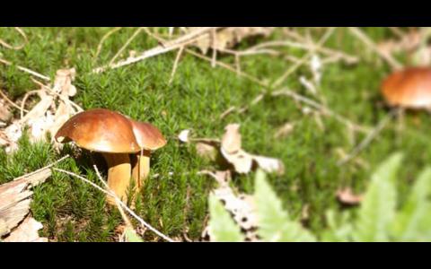 Biodiversity