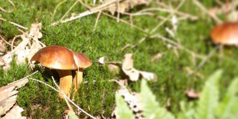 Biodiversity