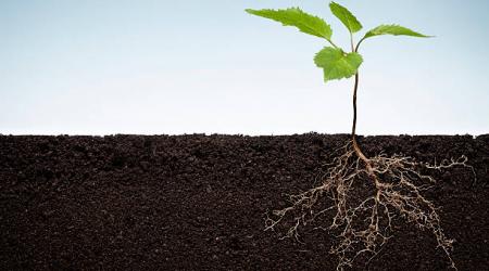 Roots
